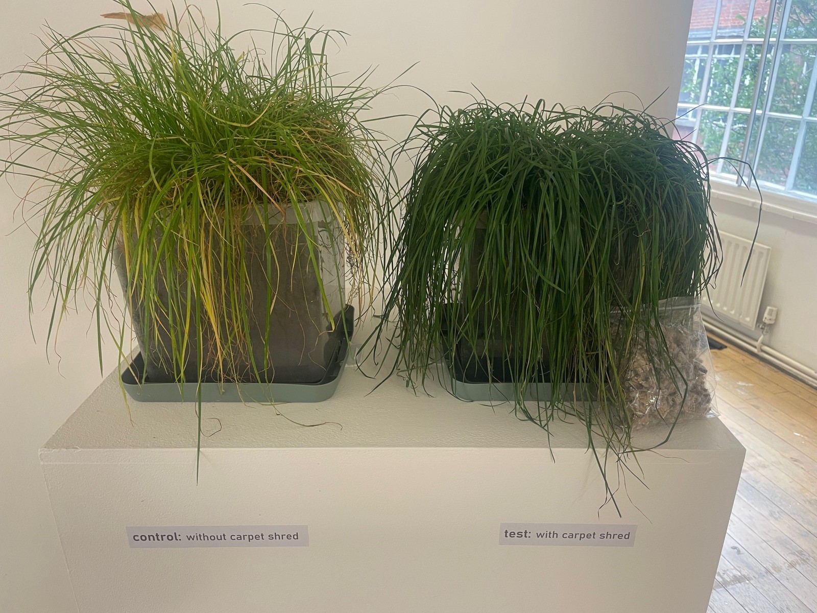 Grass growth test with carpet shred