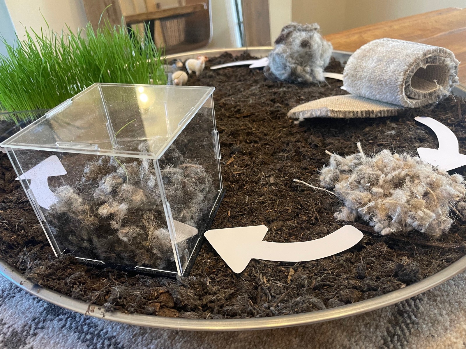 Biological cycle model close-up